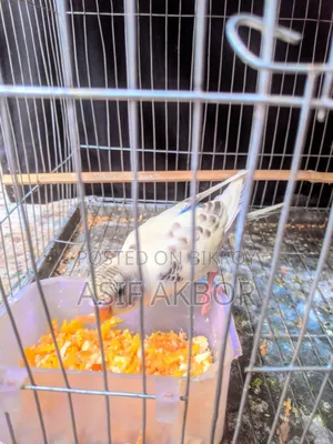 Budgerigar Bird