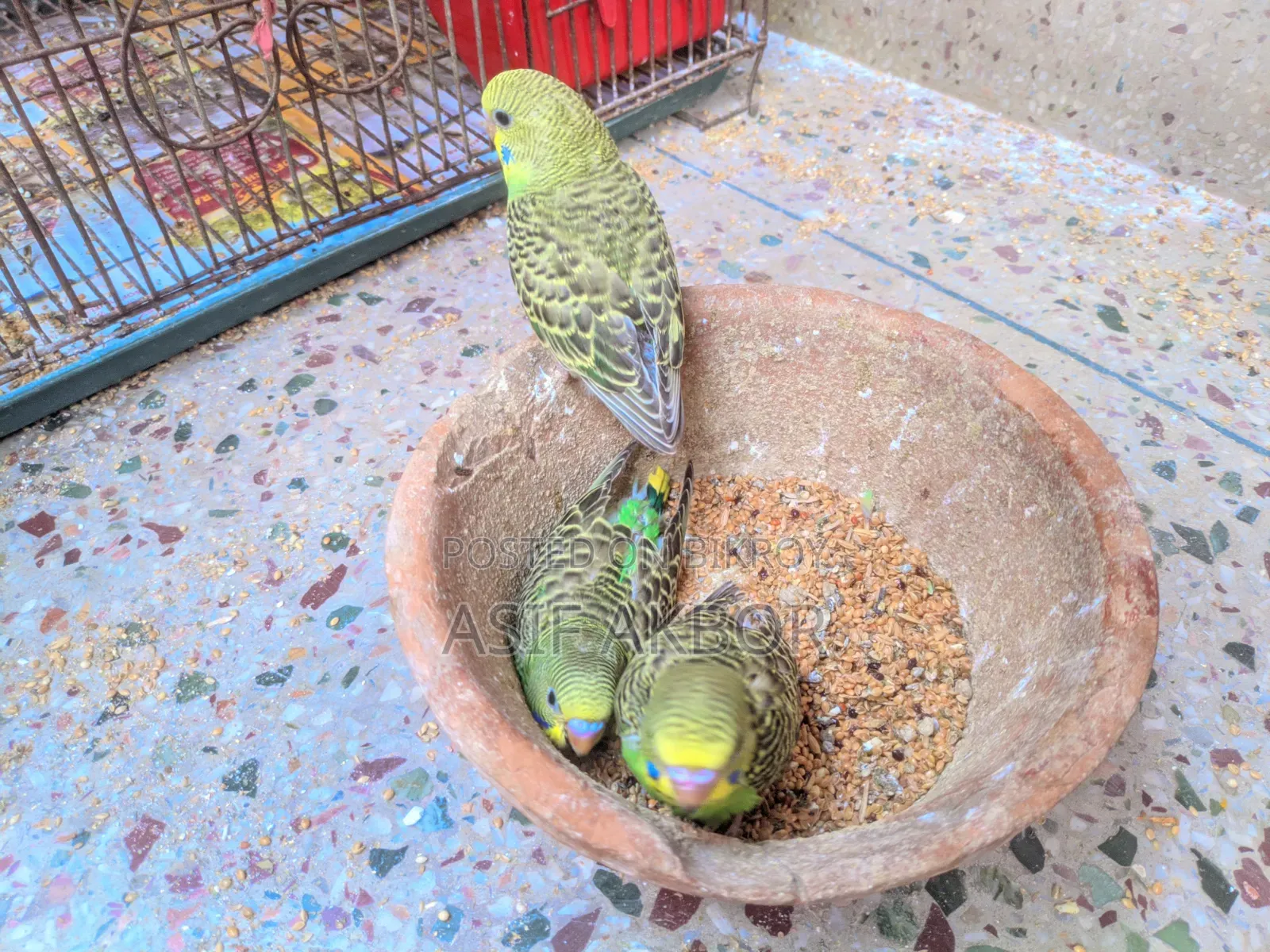 Budgerigar Bird