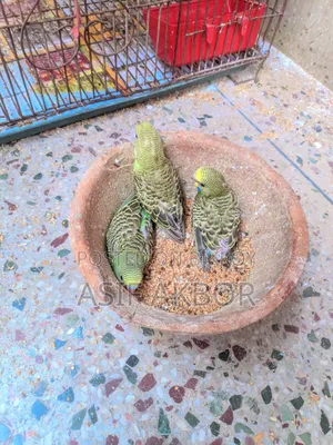 Budgerigar Bird
