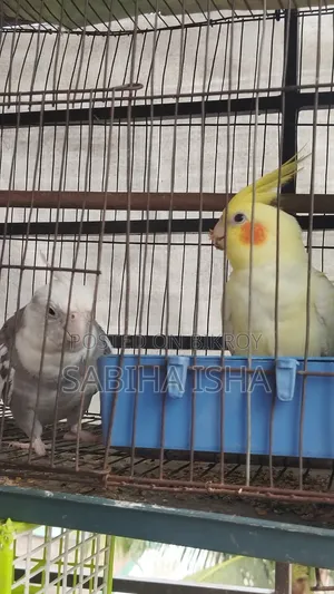 ককাটেল, পুরুষ, মহিলা