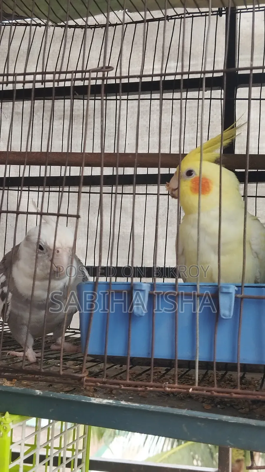 Cockatiel, Male, Female