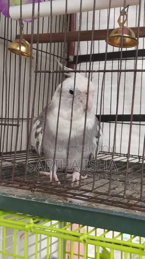 Cockatiel, Male, Female