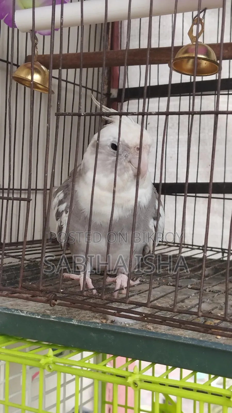 Cockatiel, Male, Female