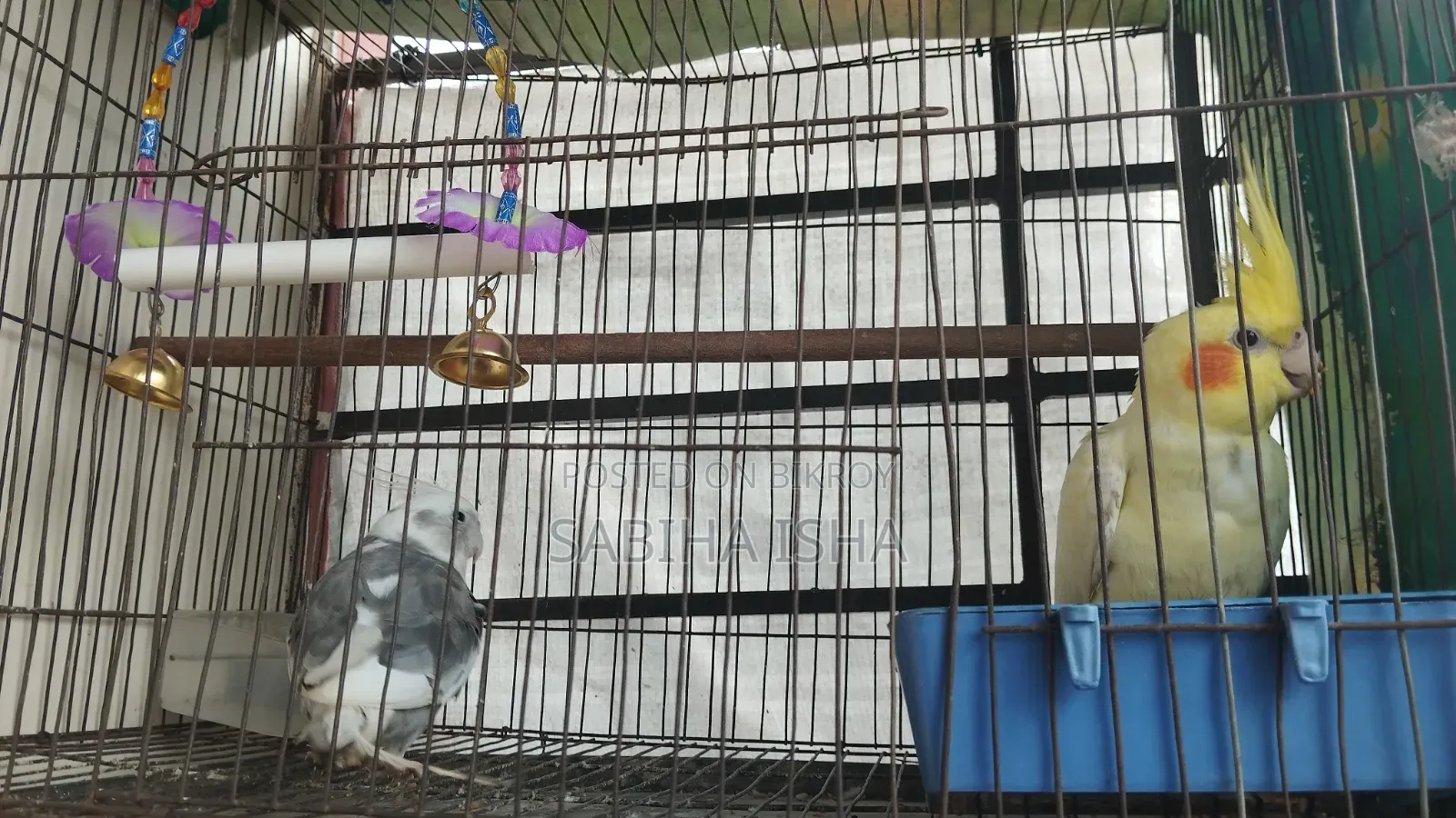 Cockatiel, Male, Female