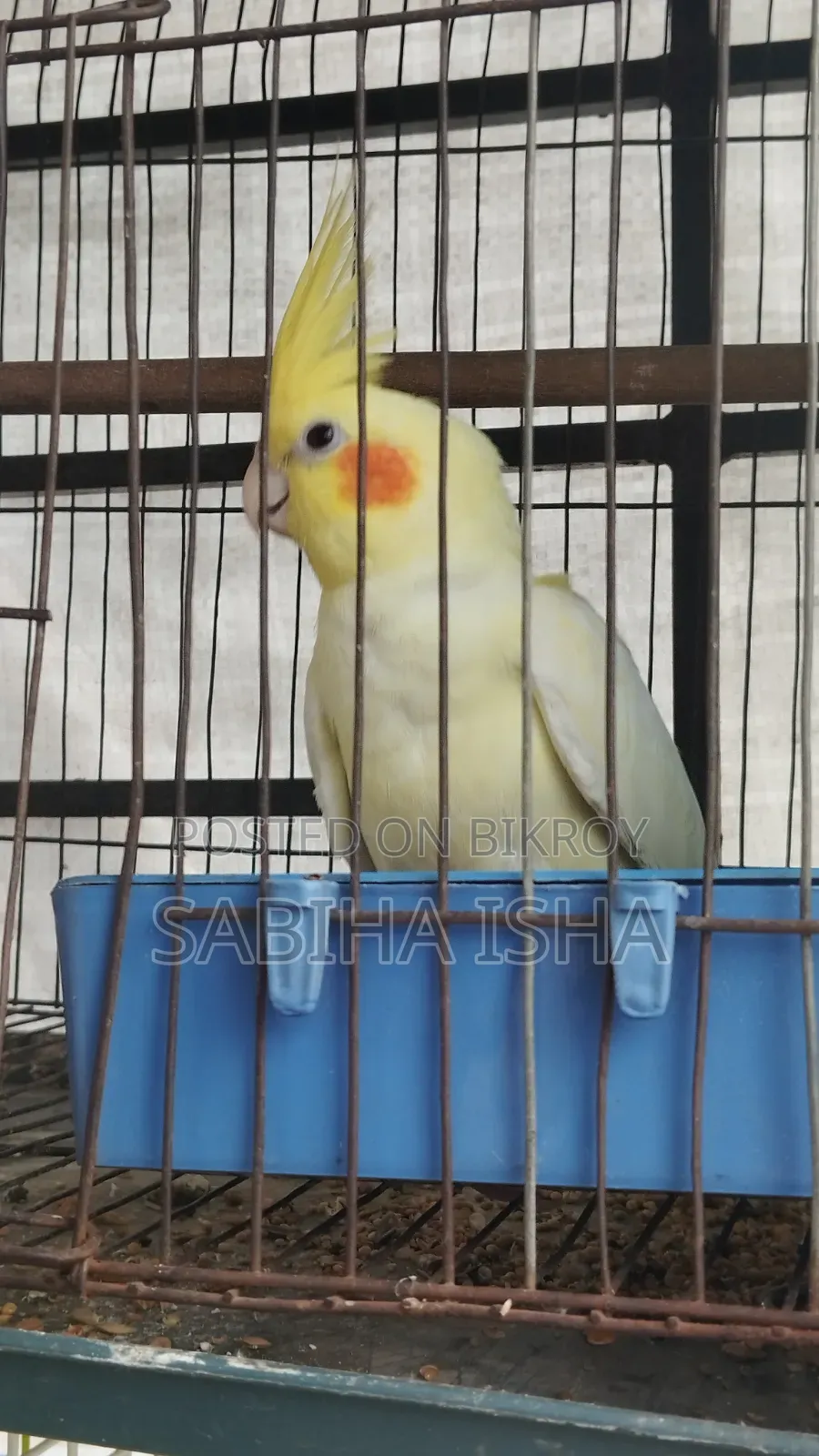 Cockatiel, Male, Female