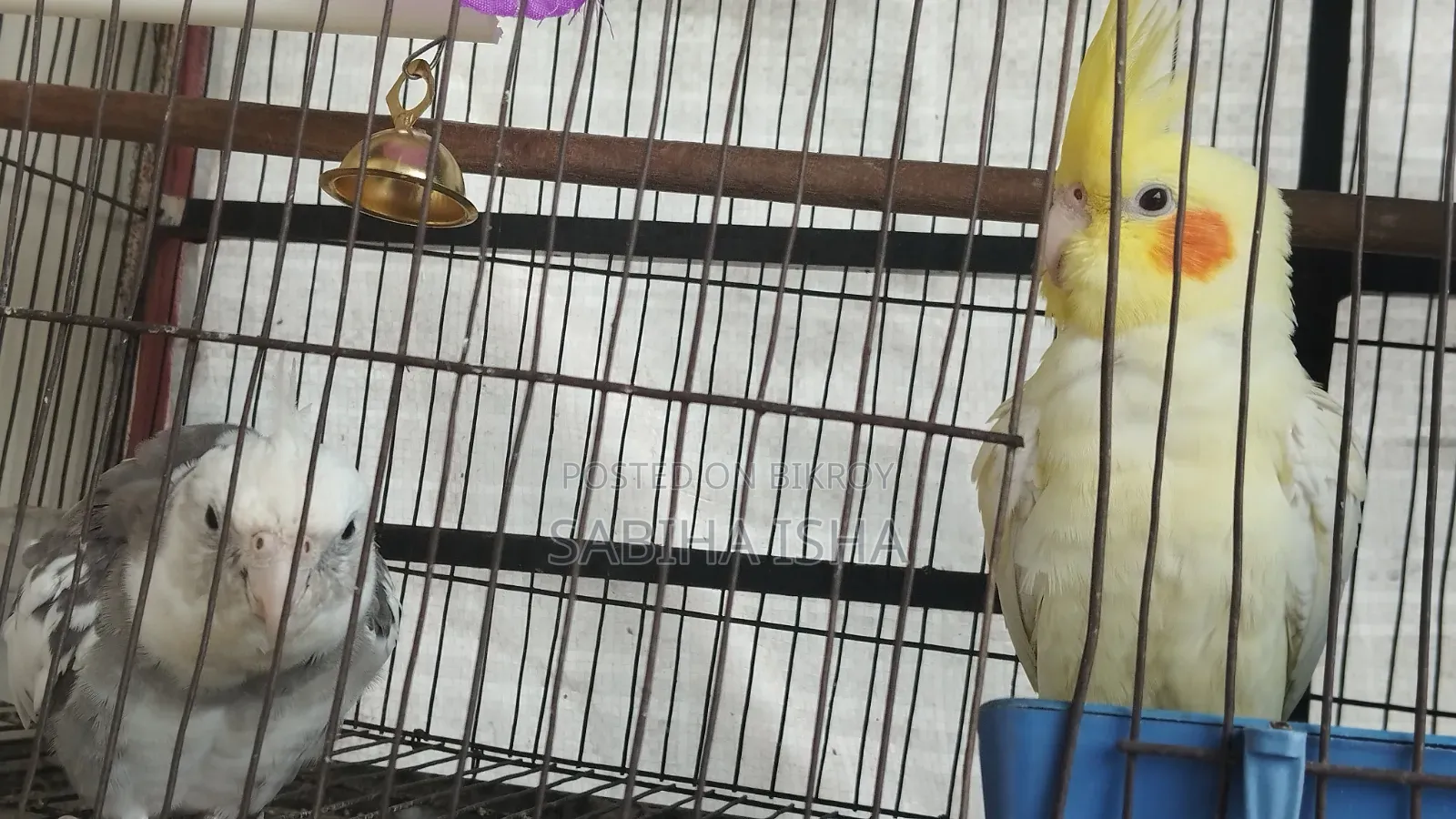 Cockatiel, Male, Female