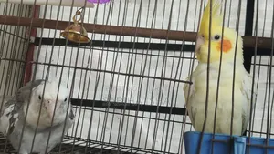 Cockatiel, Male, Female