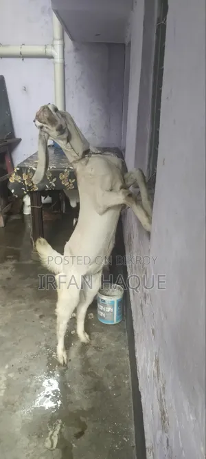 দুইটি খাসি কোরবানির জন্য বিক্রি করা হবে। সিদ্ধিরগঞ্জ নারায়ণগঞ্জ
