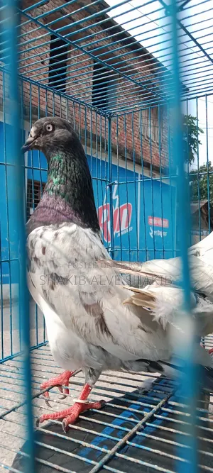 Indian Teddy (Adult)