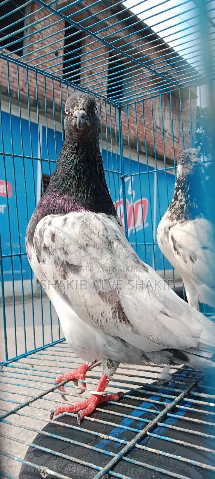 Indian Teddy (Adult)