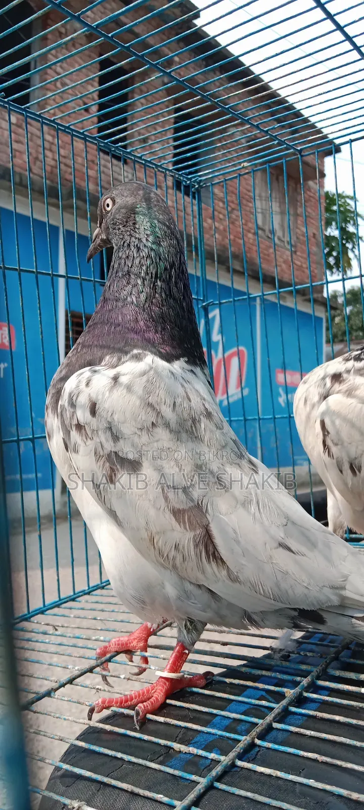 Indian Teddy (Adult)