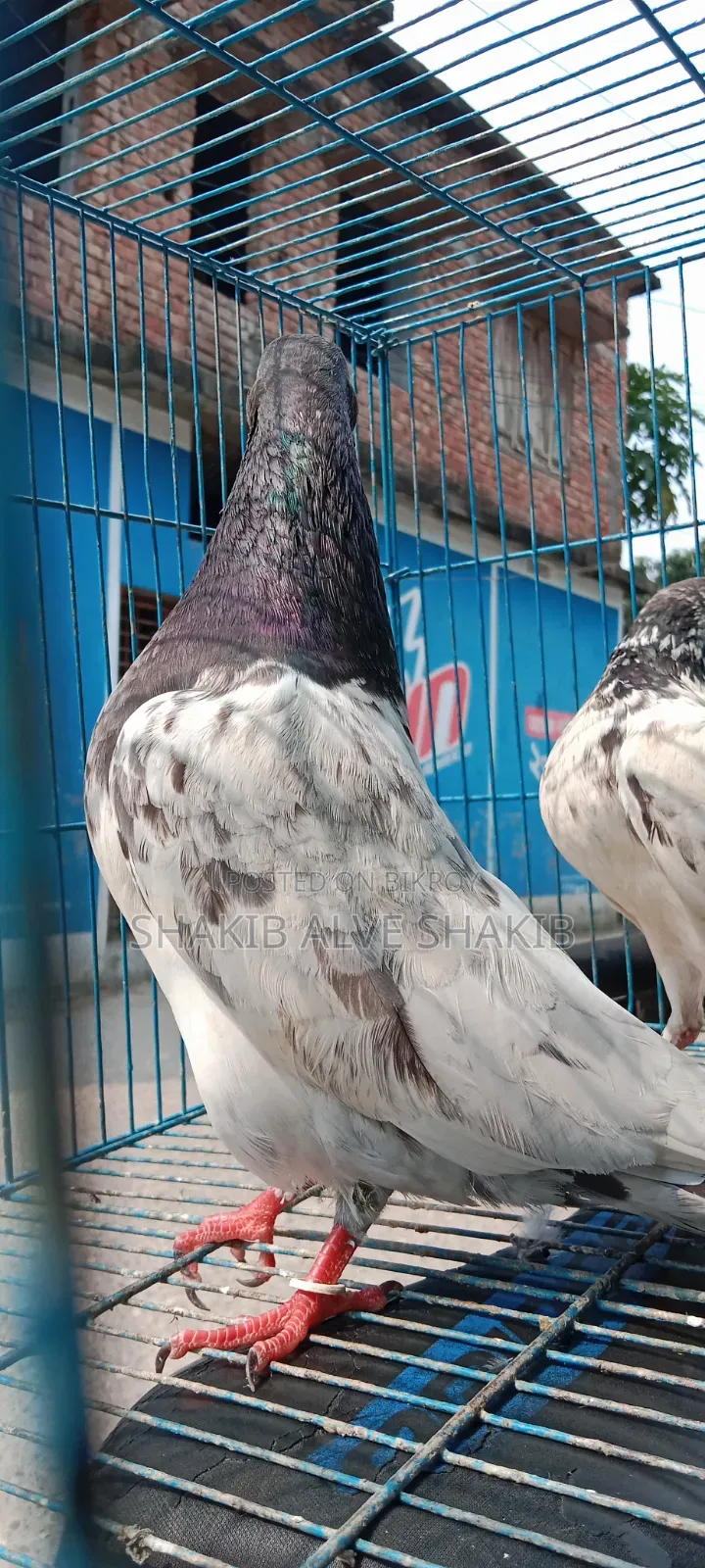 Indian Teddy (Adult)
