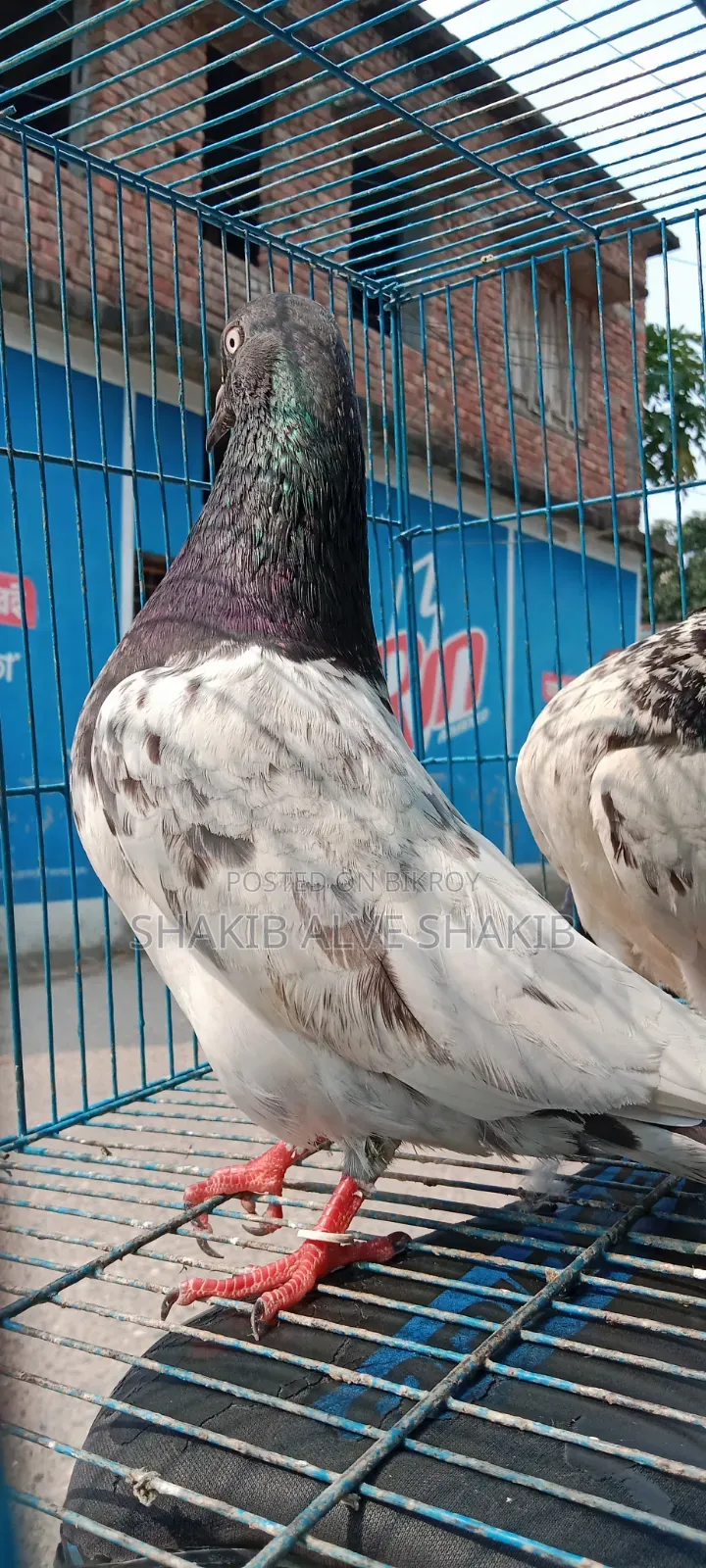 Indian Teddy (Adult)