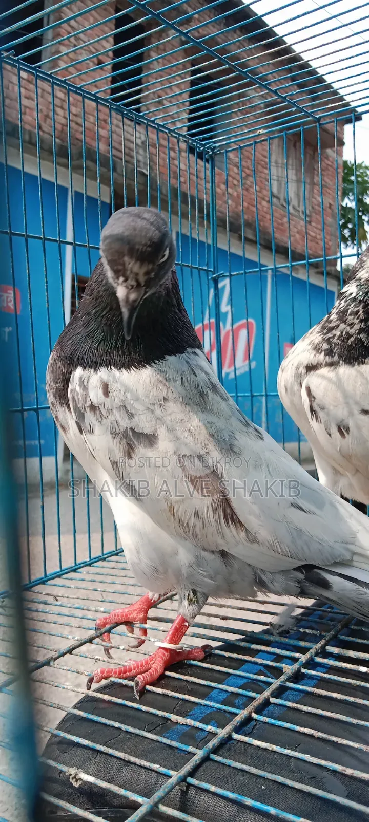 Indian Teddy (Adult)