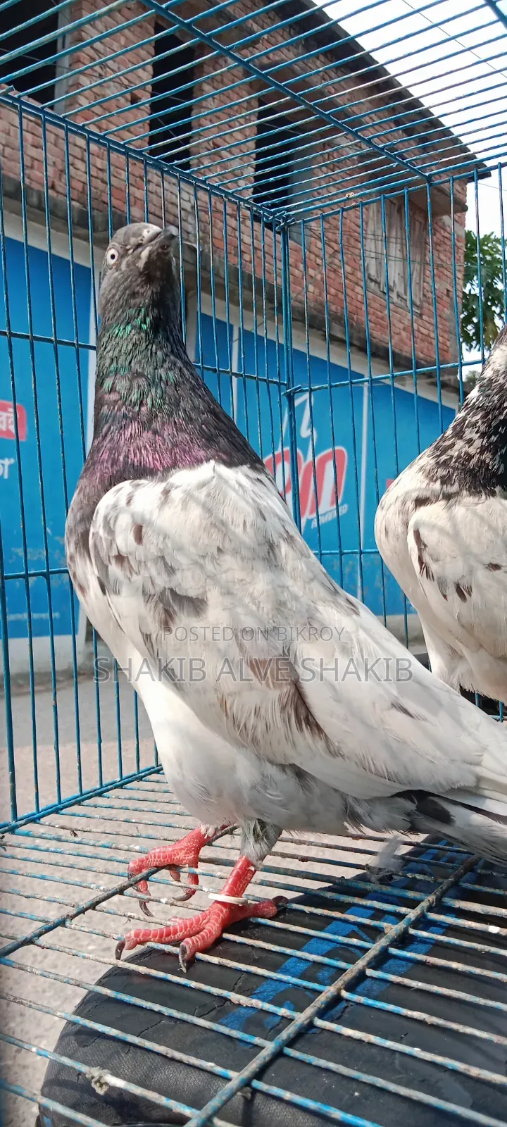 Indian Teddy (Adult)
