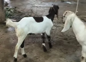 দুইটি খাসি কোরবানির জন্য বিক্রি করা হবে। সিদ্ধিরগঞ্জ নারায়ণগঞ্জ