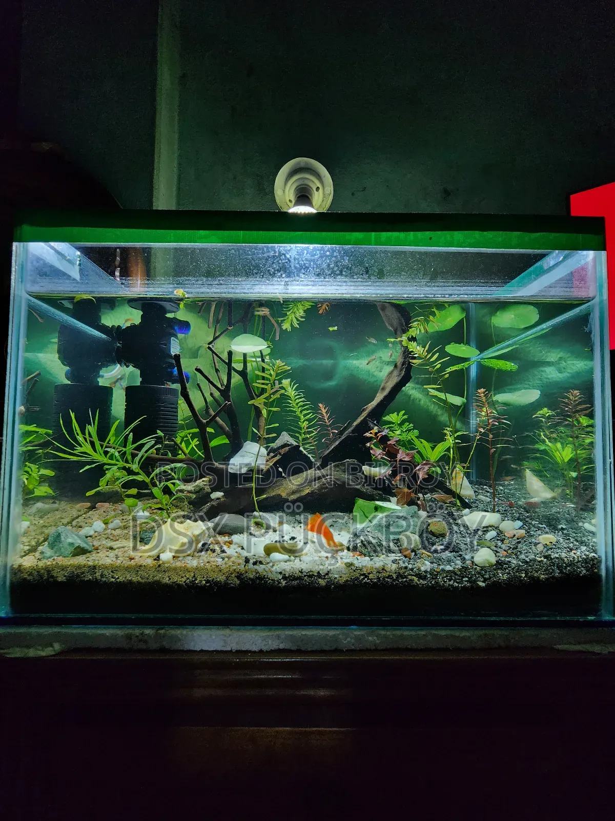 Planted Aquarium With Power Filter