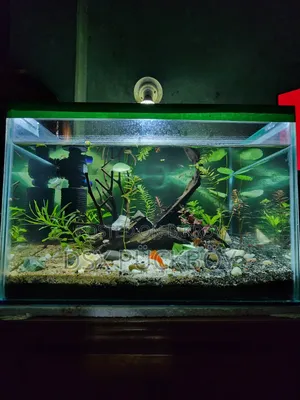 Planted Aquarium With Power Filter
