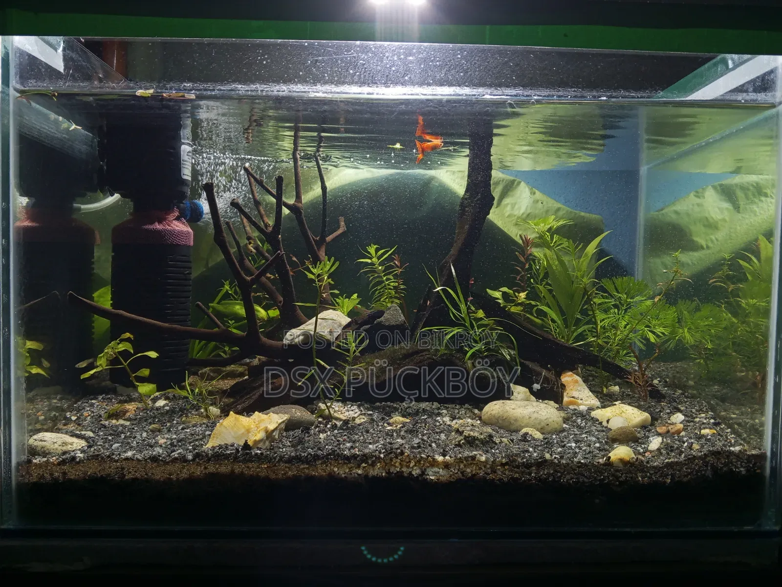 Planted Aquarium With Power Filter