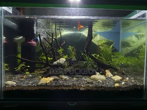 Planted Aquarium With Power Filter