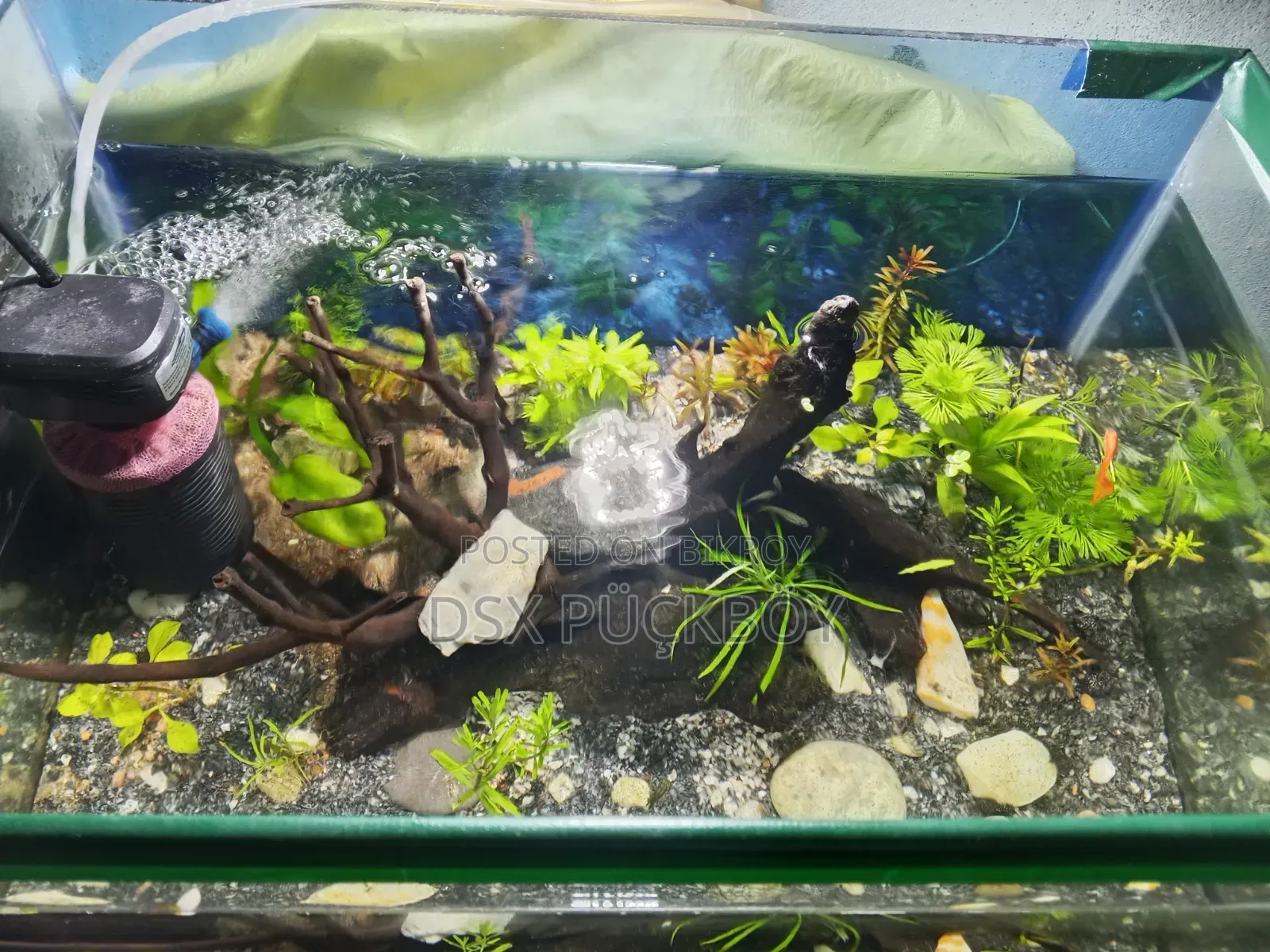 Planted Aquarium With Power Filter