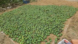 গ্রামীণ আম