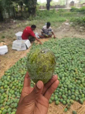 Rural Mangoes