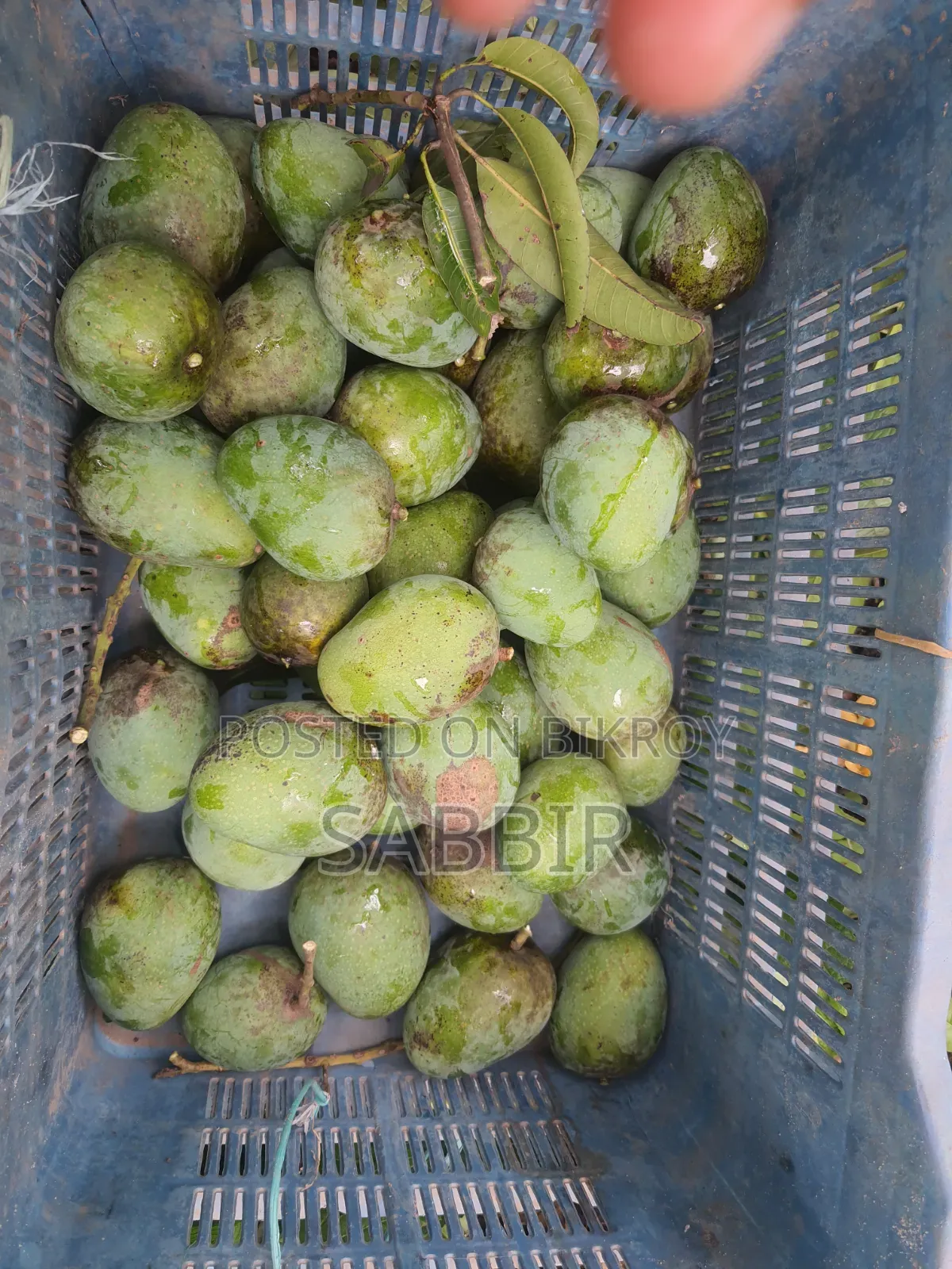 Rural Mangoes