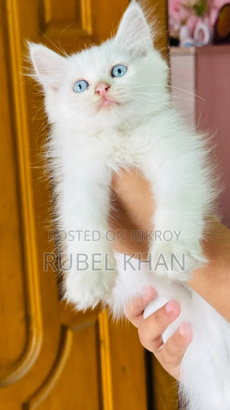 1-3 Months Female Purebred Persian