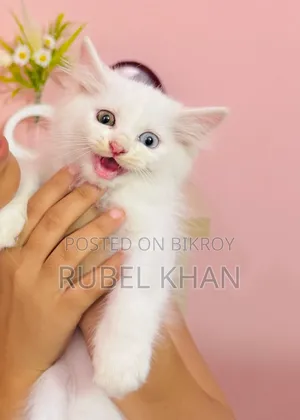 1-3 Months Female Purebred Persian