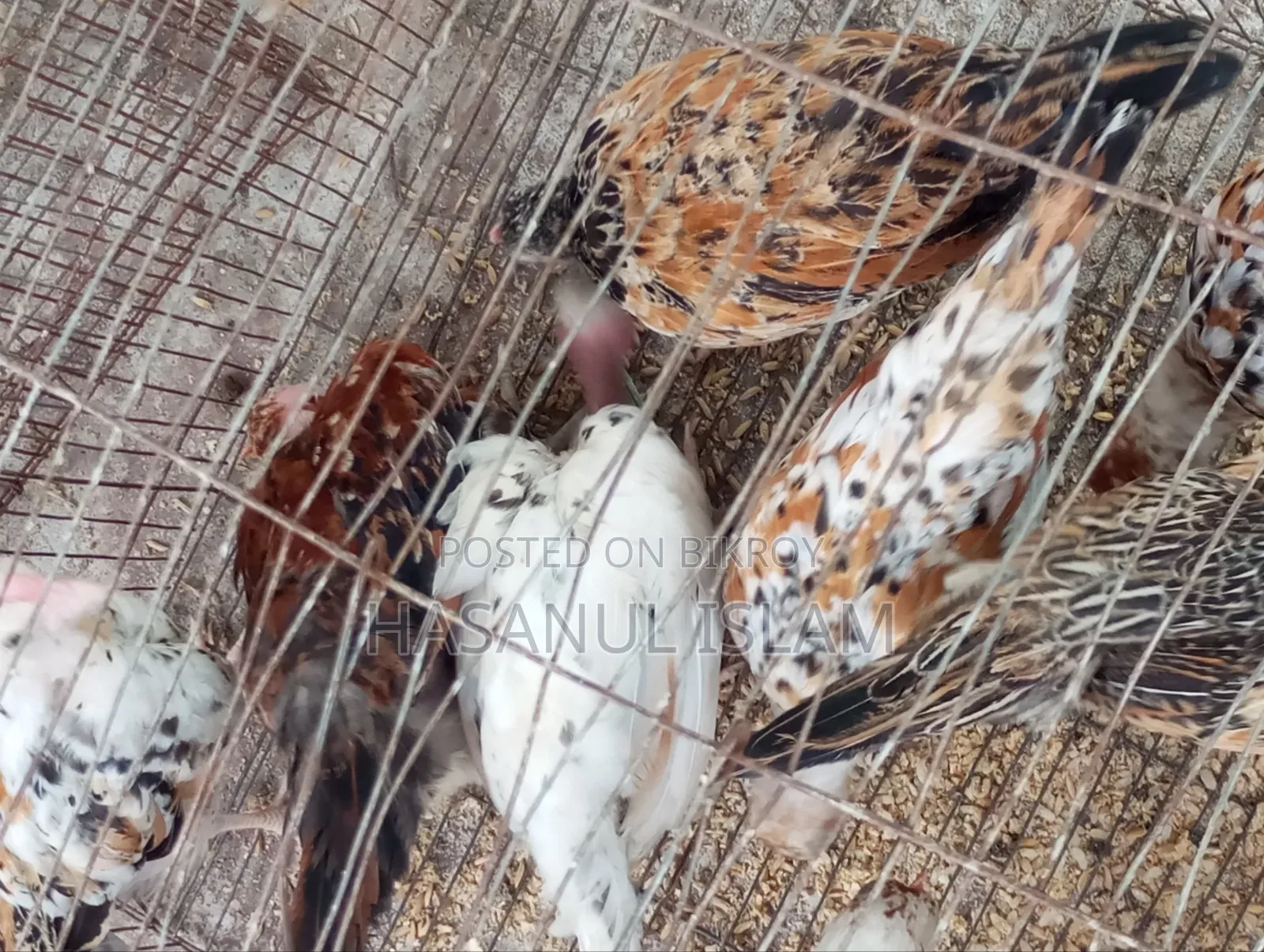 দেশি মুরগী