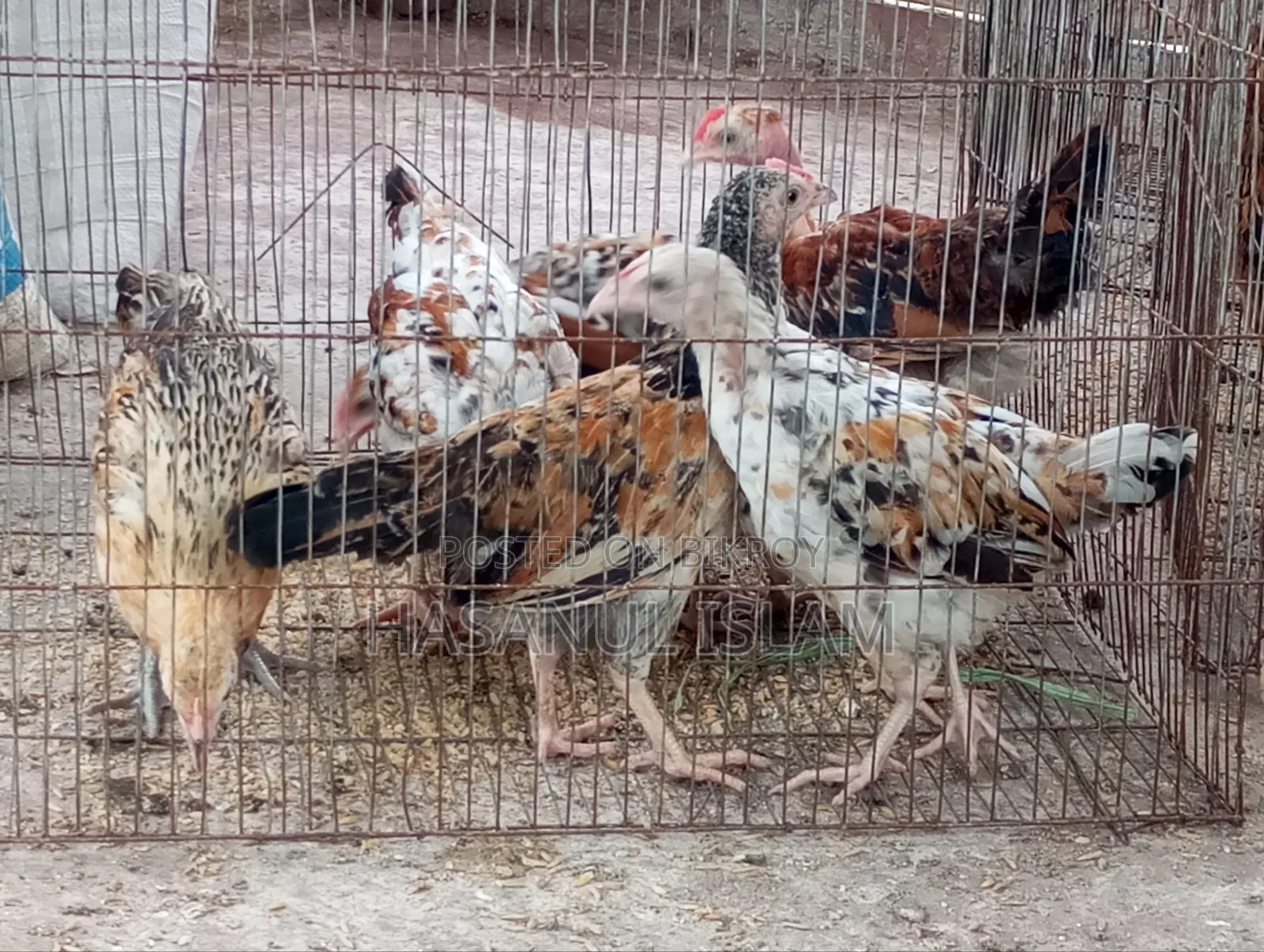 দেশি মুরগী