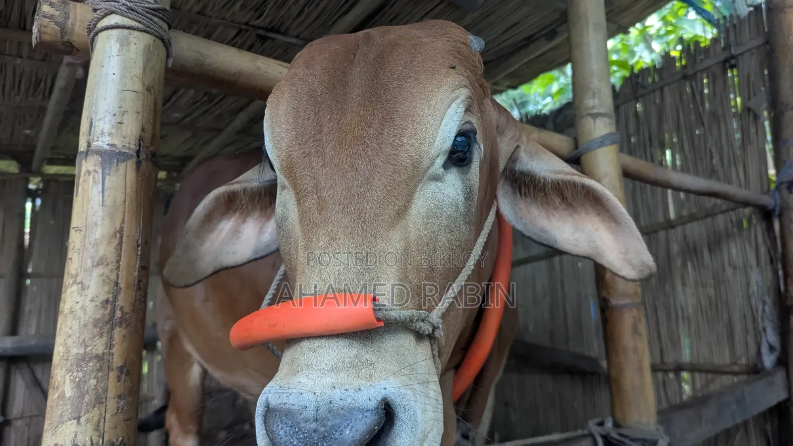 Deshi Bull for Qurbani Sale