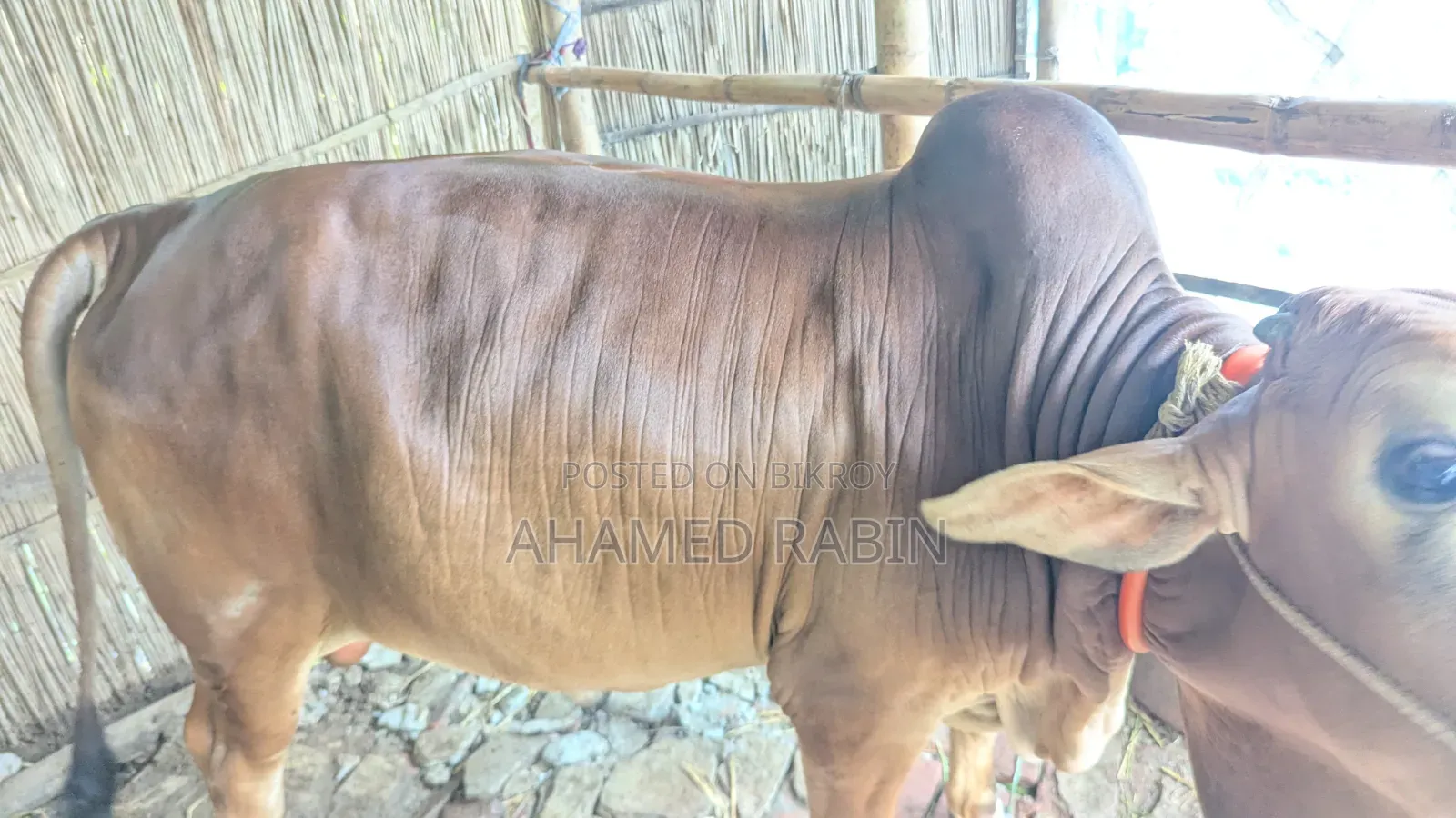 Deshi Bull for Qurbani Sale