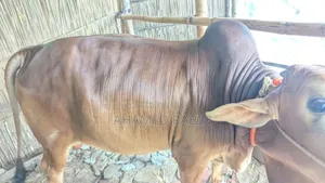 কুরবানীর দেশি ষাঁড় গরু বিক্রি করা হবে