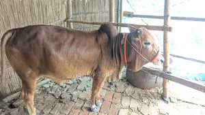 Deshi Bull for Qurbani Sale