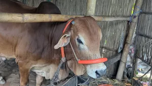 Deshi Bull for Qurbani Sale