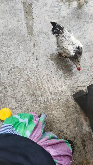 Brahama Murgir Bij Dim/ ব্রাহামা মুরগির বীজ ডিম
