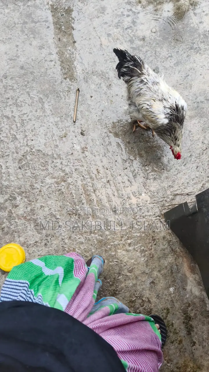 Brahama Murgir Bij Dim/ ব্রাহামা মুরগির বীজ ডিম