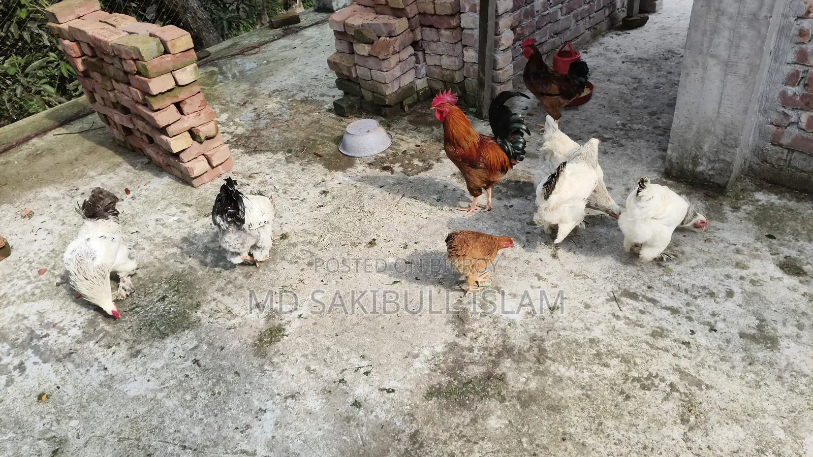 Brahama Murgir Bij Dim/ ব্রাহামা মুরগির বীজ ডিম