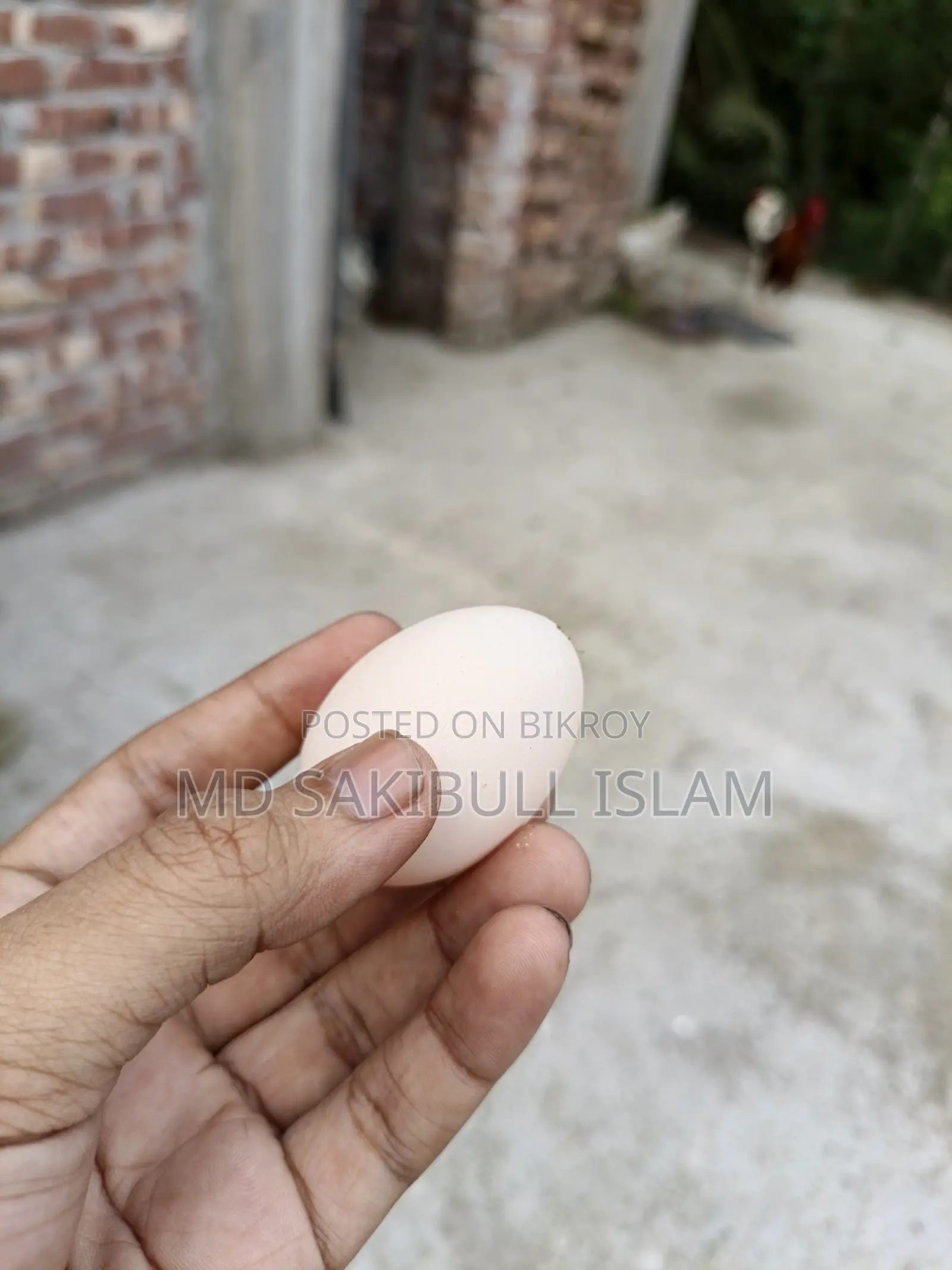 Brahama Murgir Bij Dim/ ব্রাহামা মুরগির বীজ ডিম