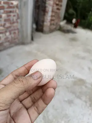 Brahama Murgir Bij Dim/ ব্রাহামা মুরগির বীজ ডিম