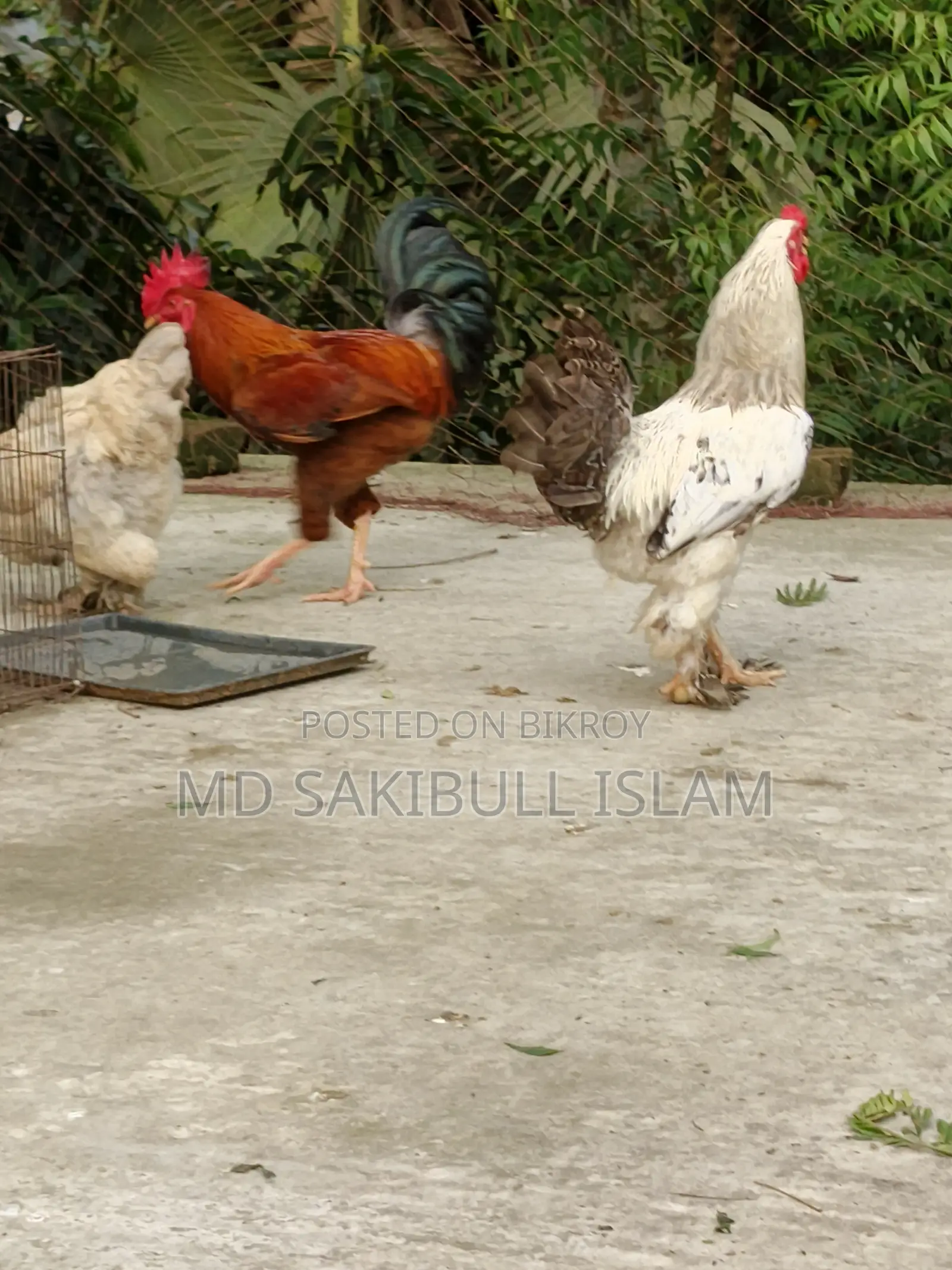 Brahama Murgir Bij Dim/ ব্রাহামা মুরগির বীজ ডিম