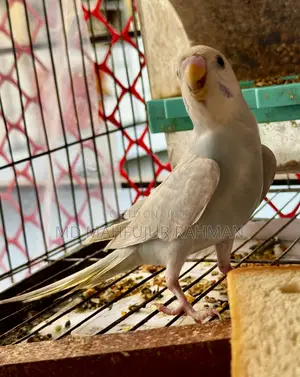 Budgerigar Bird (Bazigar Female 1 Piece)