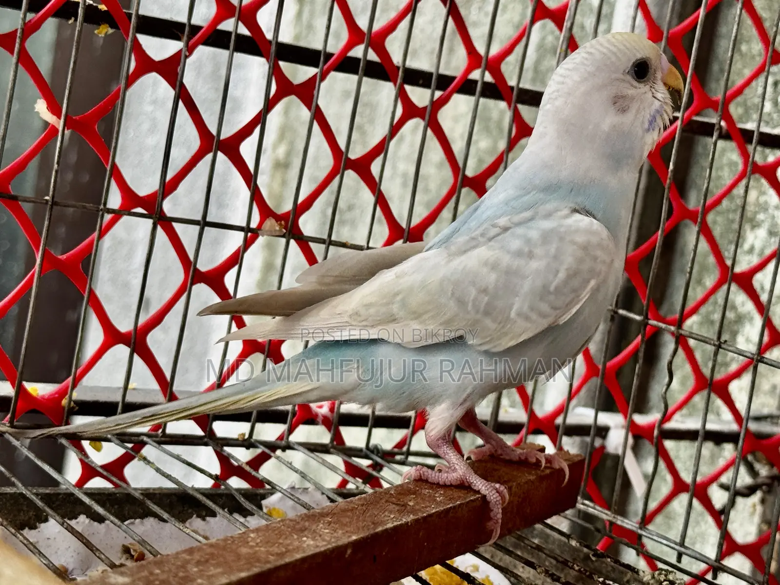 Budgerigar Bird (Bazigar Female 1 Piece)