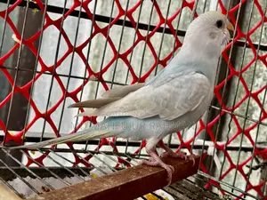 Budgerigar Bird (Bazigar Female 1 Piece)