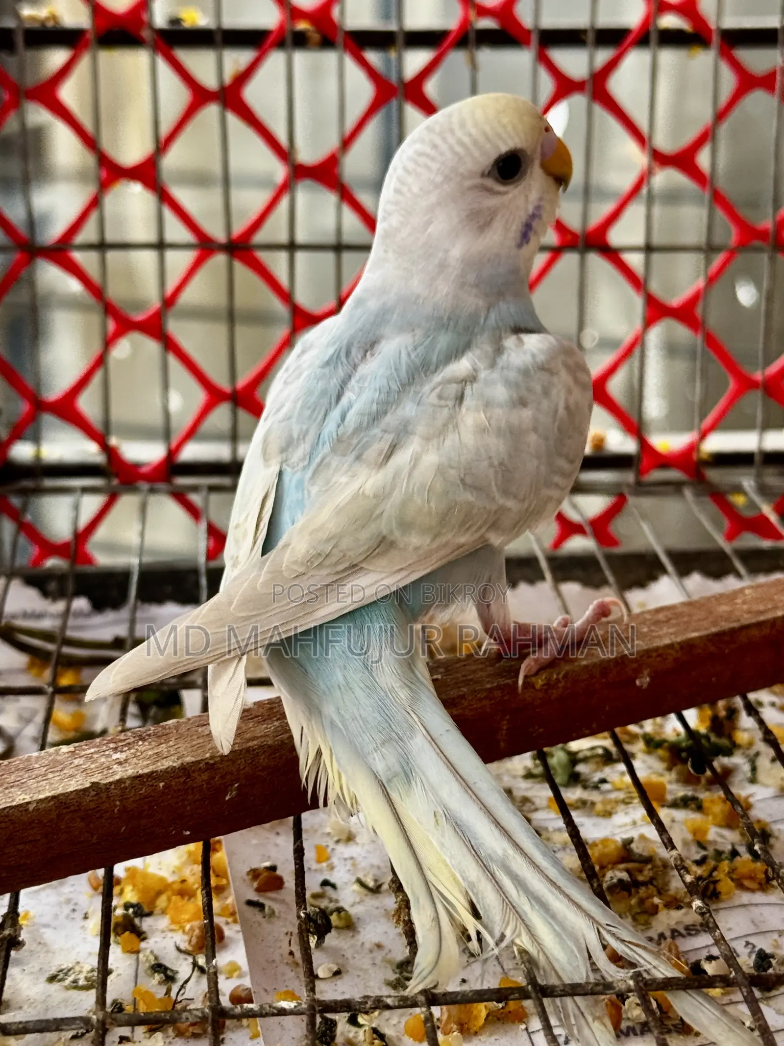 Budgerigar Bird (Bazigar Female 1 Piece)