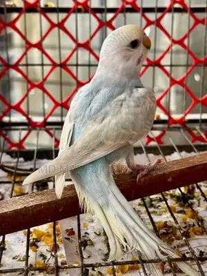 Budgerigar Bird (Bazigar Female 1 Piece)