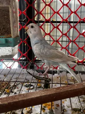 Budgerigar Bird (Bazigar Female 1 Piece)