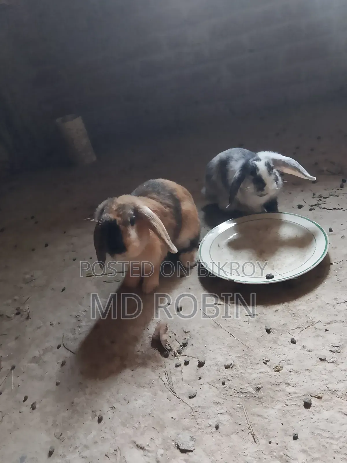 Holland Lop Rabbit for Sale